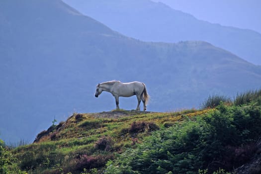 Horse on the mountain,Scotland,Scotland