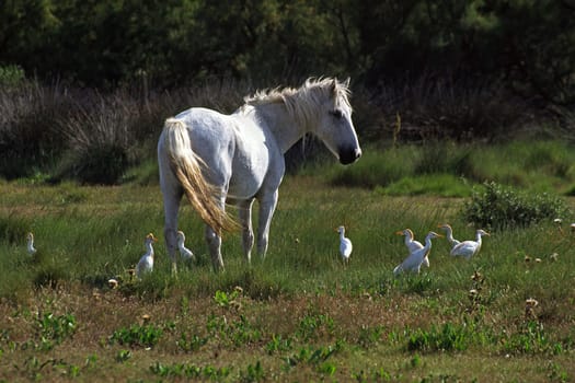 Camargue horse with cow heron,Camargue,Provence