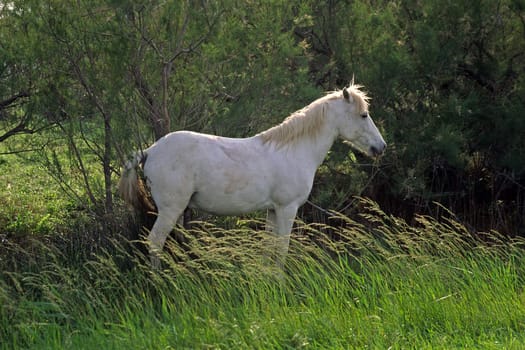 Camargue horse,Camargue,Provence