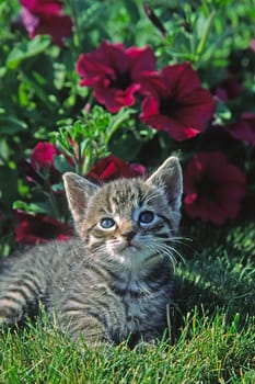Young domestic cat,animal children