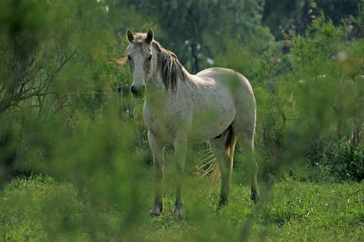 Camargue horse,Camargue,Provence