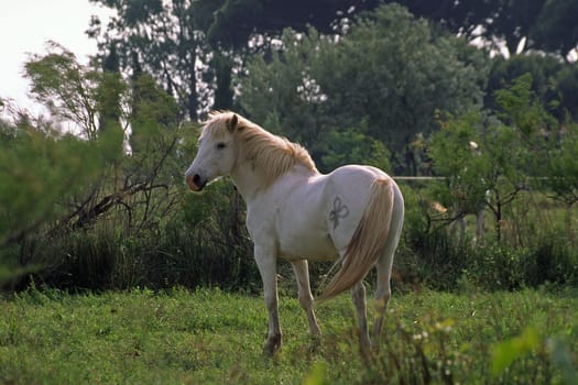Camargue Horse,Wild Horse,Camargue
