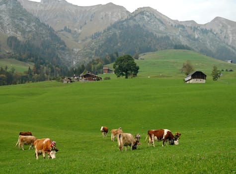 Cows on the alpine pasture,Switzerland