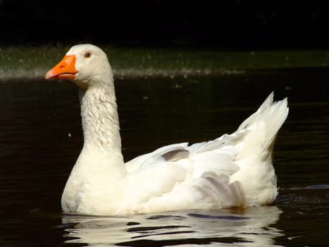 Floating goose
