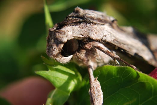 Moth