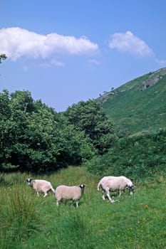 Sheep (Blackface Sheep) Scotland