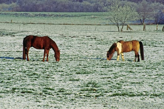 Horses in the snow,Osnabrücker Land