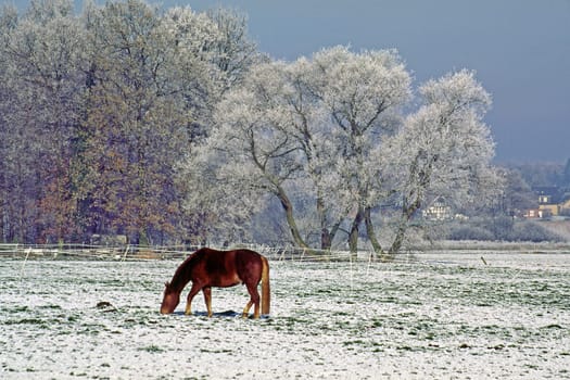 Horse in the snow