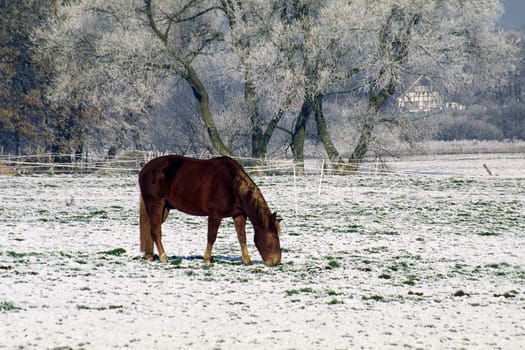 Horse in the snow,winter