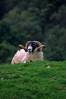 Ram