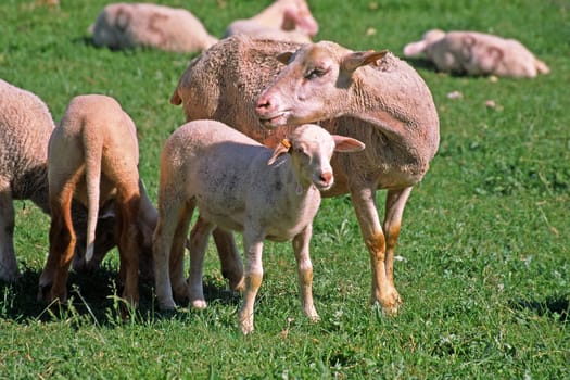 Sheep