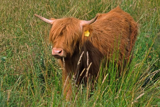 Scottish Highland cattle,Cattle