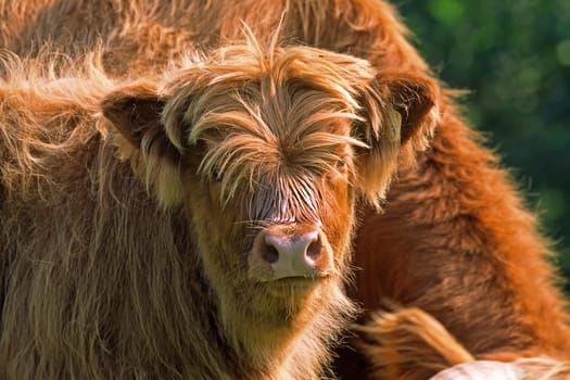 Scottish Highland Cattle