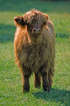 Scottish Highland cattle,animal child