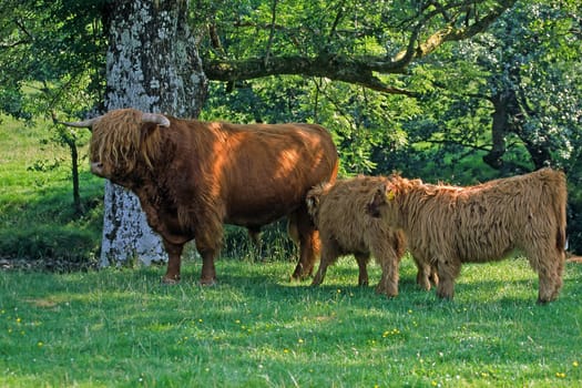 Scottish Highland cattle with young
