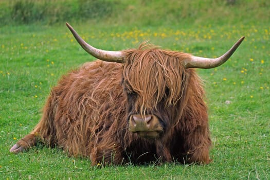 Scottish Highland Cattle