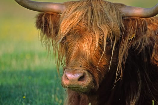 Scottish Highland Cattle