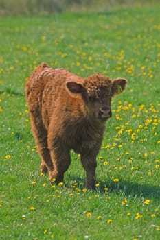 Scottish Highland Cattle