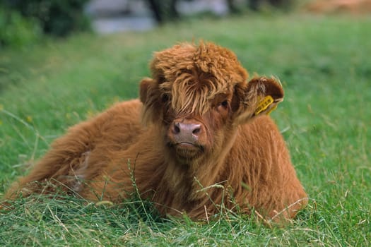 Highland cattle in Scotland