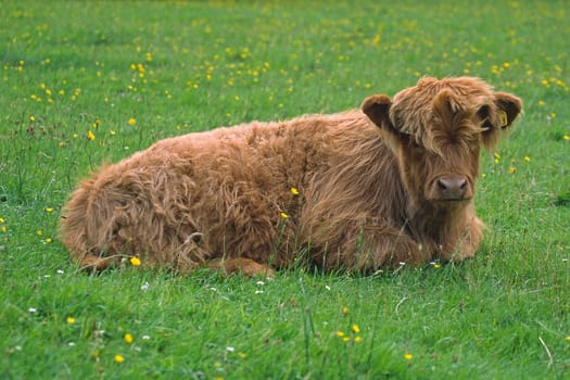 Scottish Highland cattle,juvenile