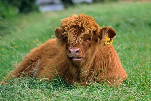 Scottish Highland cattle,animal child