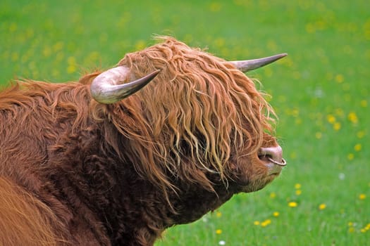 Scottish Highland cattle