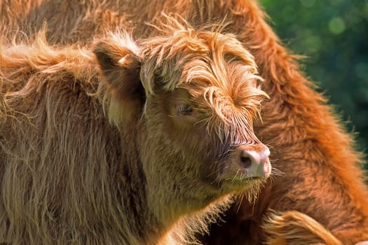 Scottish Highland Cattle