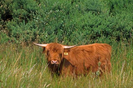 Scottish Highland cattle,Cattle