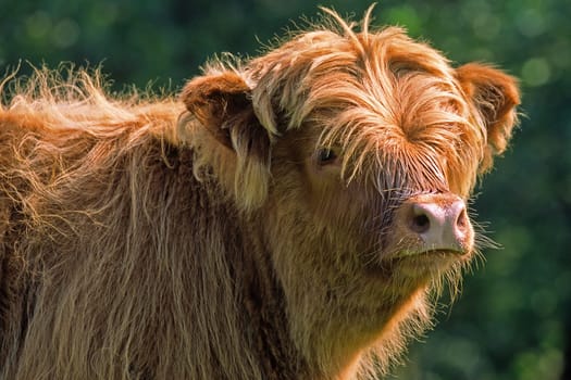 Scottish Highland cattle,juvenile