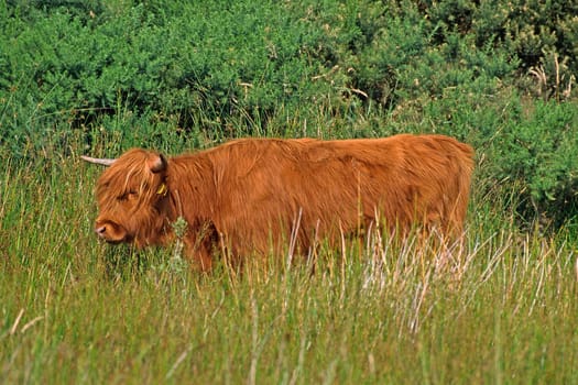 Scottish Highland Cattle