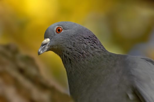 Pigeon portrait