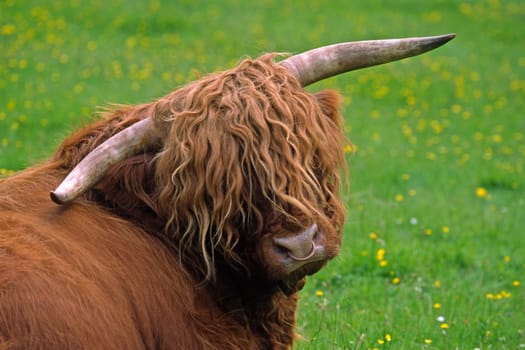 Scottish Highland Cattle,What are you looking at?