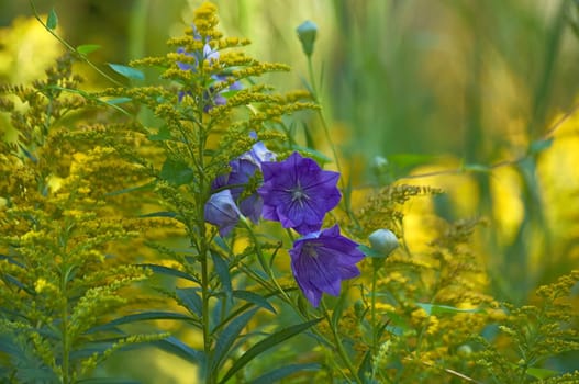 Summer flowers