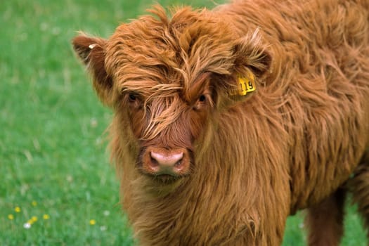 Scottish Highland Cattle