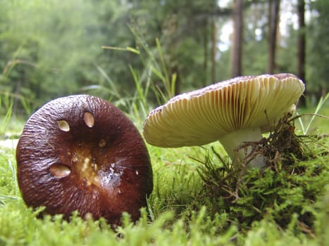 Täublinge