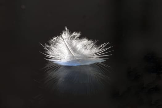 Feather II