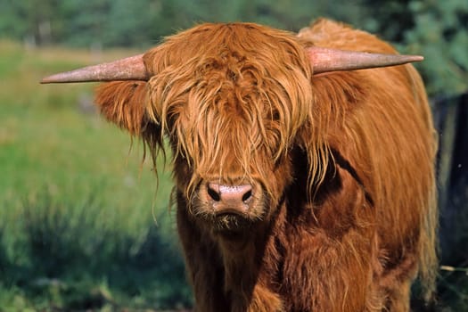 Scottish Highland Cattle