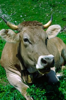 Alpine cattle