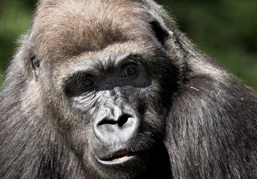 Gorilla