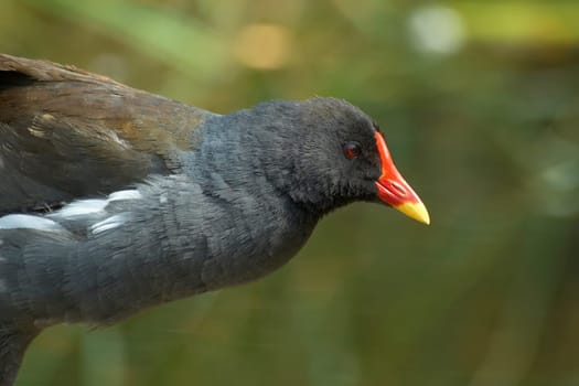 half moorhen