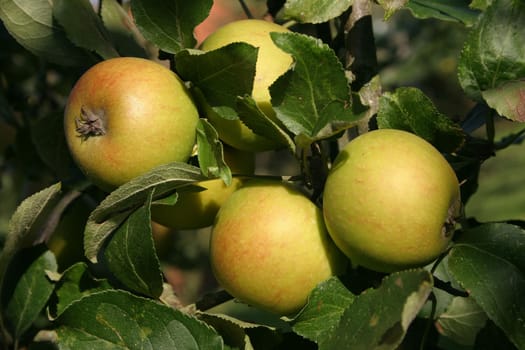 Apples without (New York)