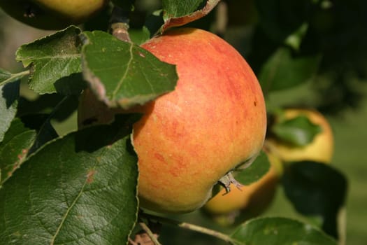 Apples without (New York)