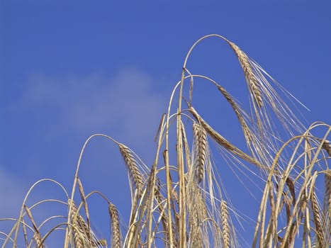 Barley
