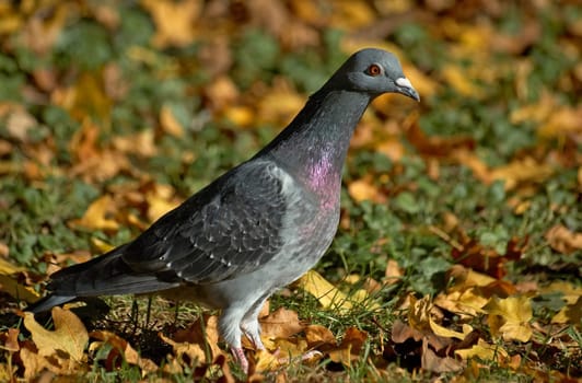 Pigeon in autumn