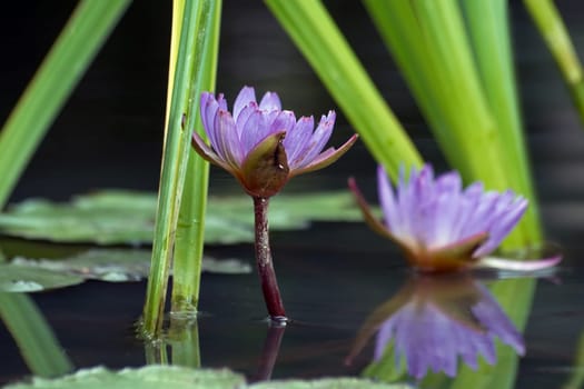 purple water lilies