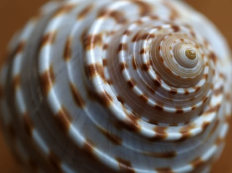 Sea snail from Florida