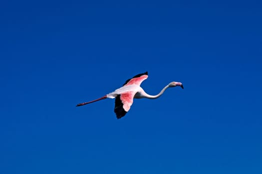 Flamingo in the Camargue,aerial image,Phoenicopterus ruber