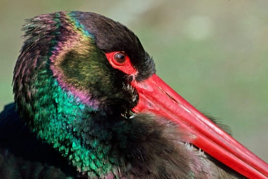 Black stork,Ciconia niger