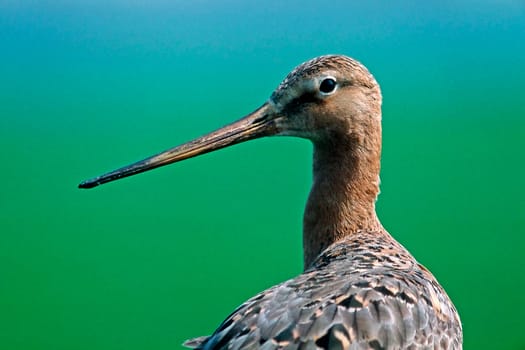 Black-tailed godwit,Limosa limosa