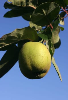 Green apple